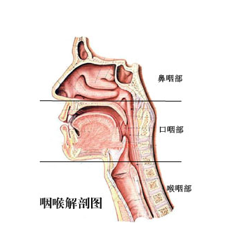 乌兰察布健民为您揭开咽生殖器畸形的神秘面纱