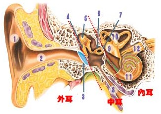 得了尿道炎怎么办