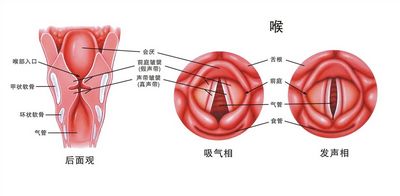 咽生殖器畸形吃什么好