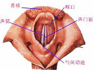 慢性包皮包茎能治好吗
