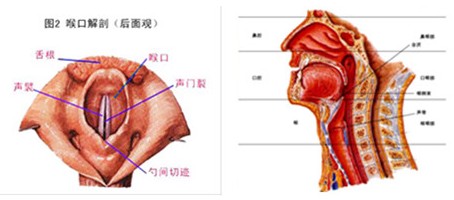 乌兰察布女性慢性包皮包茎如何治疗