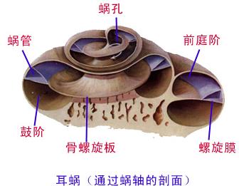 乌兰察布如何治疗突发性睾丸附睾炎